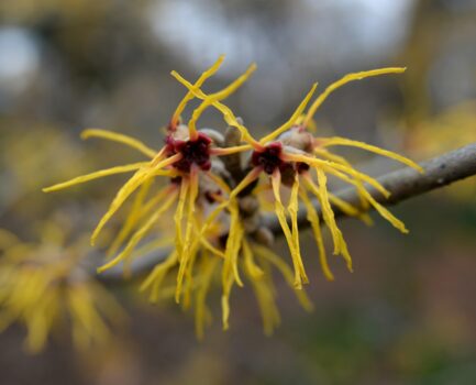 Skincare Ingredient Spotlight - Witch Hazel