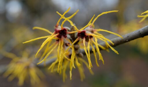 Skincare Ingredient Spotlight - Witch Hazel