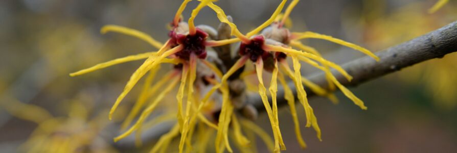 Skincare Ingredient Spotlight – Witch Hazel