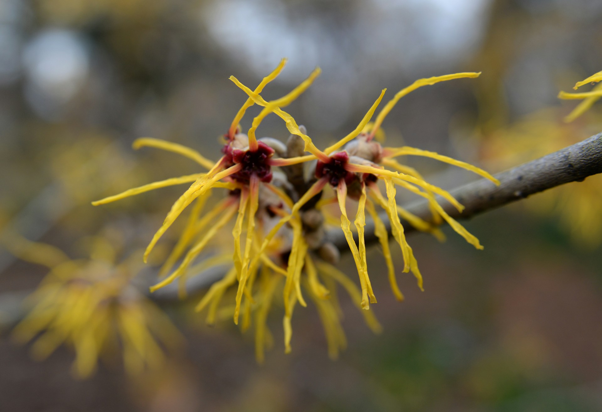 Skincare Ingredient Spotlight – Witch Hazel